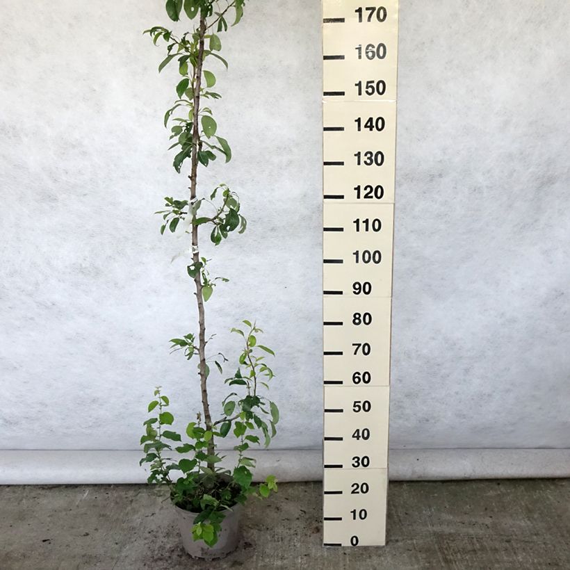 Exemplaar van Zuilvormige perenboom Moscou Pot van 7,5 l/10 l, Zuilvormig zoals geleverd in de zomer