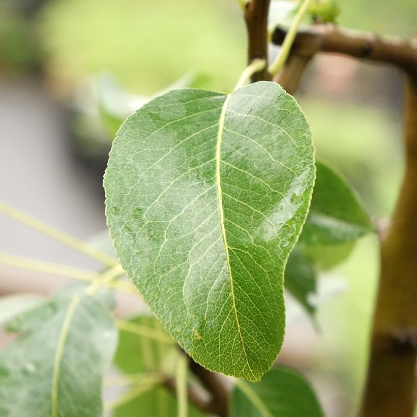 Zuilvormige perenboom Moscou (Blad)