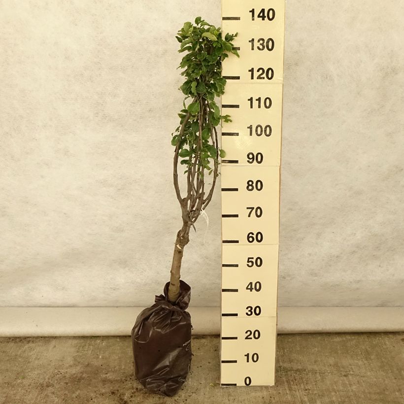 Exemplaar van Dwergperenboom Belle Hélène Georges Delbard Plantklare kluit, Kwartstam zoals geleverd in de zomer