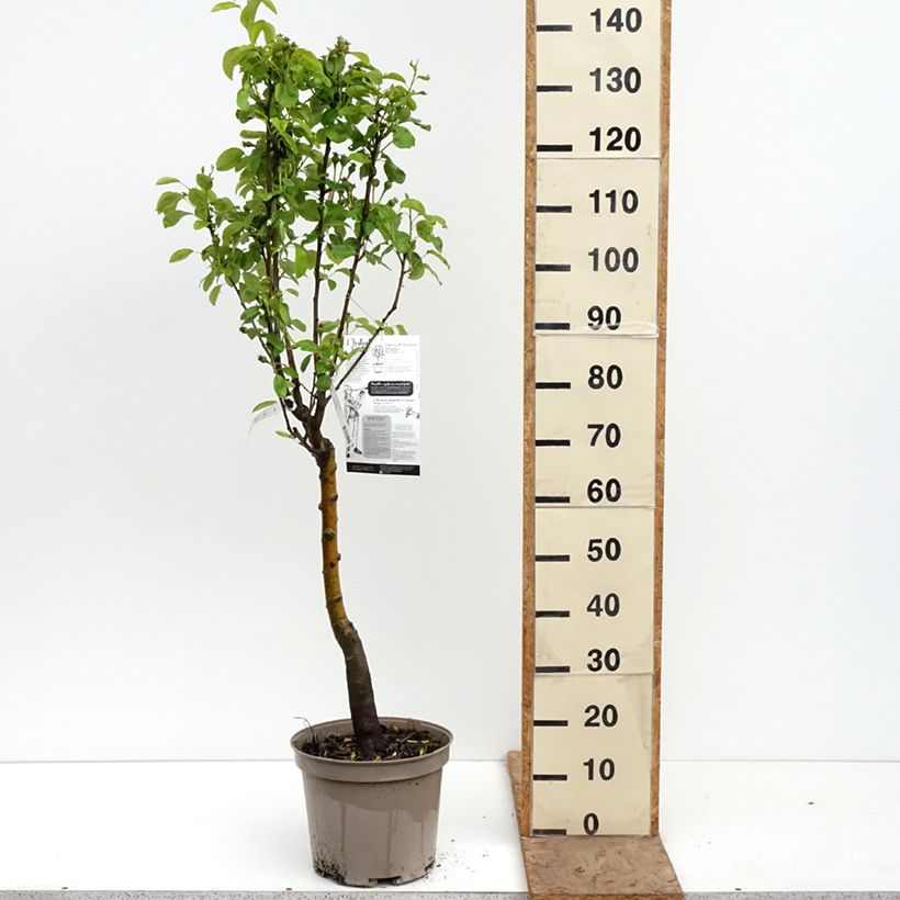 Exemplaar van Dwergperenboom Belle Hélène Georges Delbard Pot van 7,5 l/10 l, Kwartstam zoals geleverd in de lente