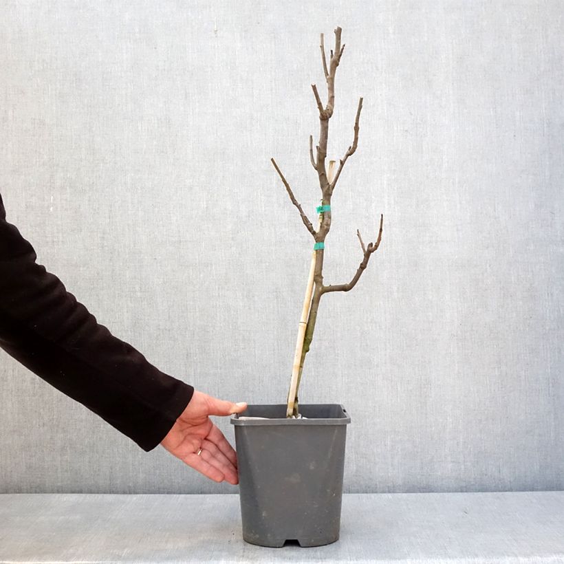 Exemplaar van Dwergperenboom Fruit Me Pear Me Conference Pot van 4 l/5 l, Dwerg zoals geleverd in de winter