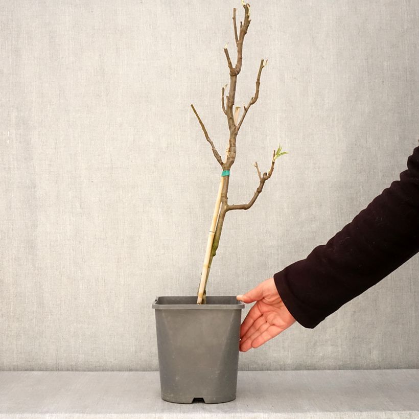 Exemplaar van Dwergperenboom Fruit Me Pear Me Conference Pot van 4 l/5 l, Dwerg zoals geleverd in de lente