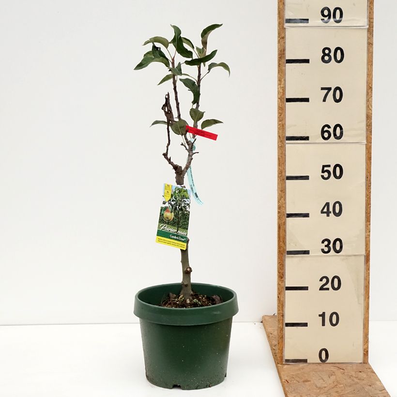 Exemplaar van Dwergperenboom Garden Gem Pot van 6 l/7 l, Dwerg zoals geleverd in de herfst