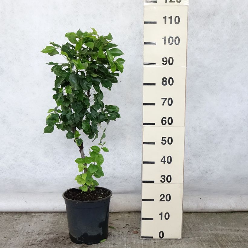 Exemplaar van Dwergperenboom  Louisa Pot van 7,5 l/10 l, Kwartstam zoals geleverd in de zomer