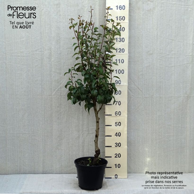 Exemplaar van Perenboom Generaal Leclerc Pot van 7,5 l/10 l, Kelkvormig zoals geleverd in de zomer