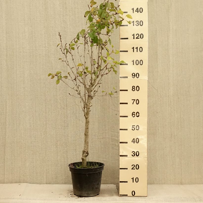 Exemplaar van Perenboom Jeanne d'Arc Pot van 7,5 l/10 l, Kelkvormig zoals geleverd in de herfst