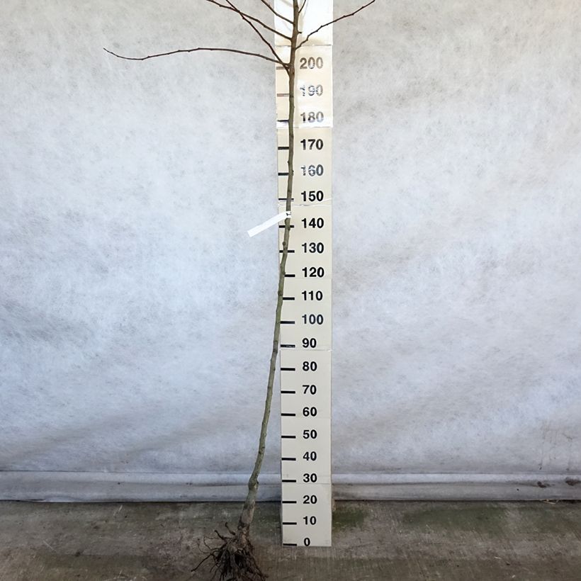 Example of Stoofperenboom Saint Rémy Naakte wortel, Hoogstam as you get in hiver