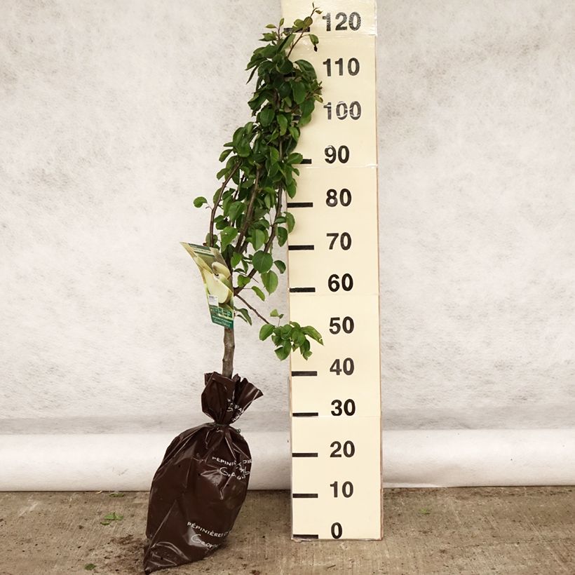 Exemplaar van Perenboom Sucrée de Montluçon Georges Delbard Plantklare kluit, Kelkvormig zoals geleverd in de lente