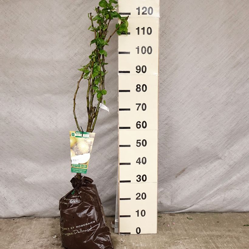 Exemplaar van Perenboom Super Comice Delbard Georges Delbard Plantklare kluit, Kelkvormig zoals geleverd in de lente