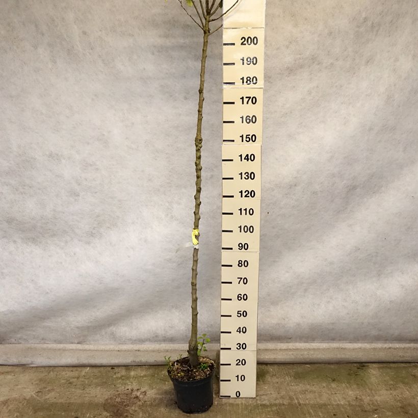 Exemplaar van Perenboom Triomphe de Vienne Pot van 7,5 l/10 l, Hoogstam zoals geleverd in de herfst
