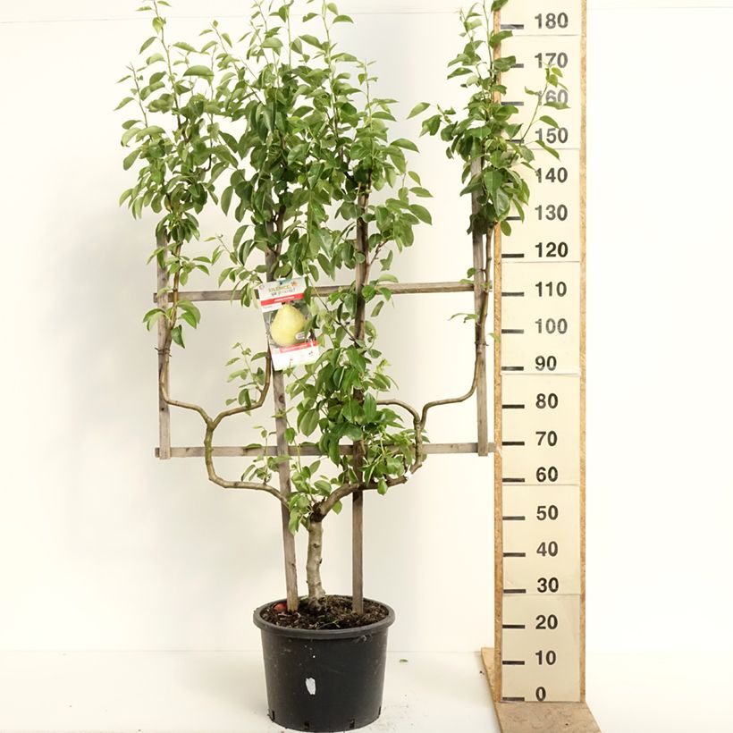 Example of Pereboom 'Williams' - Dubbele U-vorm as you get in printemps