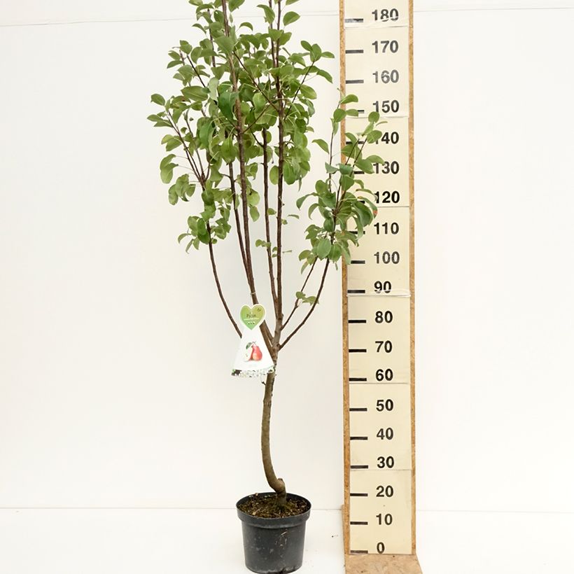 Exemplaar van Perenboom William's Rouge Pot van 7,5 l/10 l, Kelkvormig zoals geleverd in de zomer