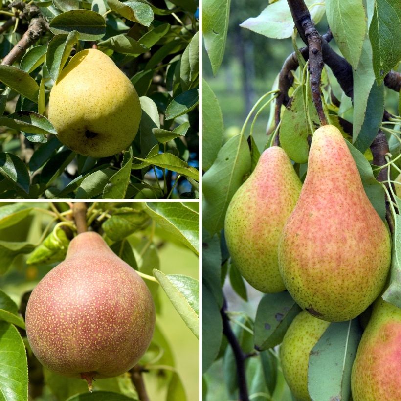 Trio-perenboom Conference + Clapp's Favorite + Williams trio (Oogst)