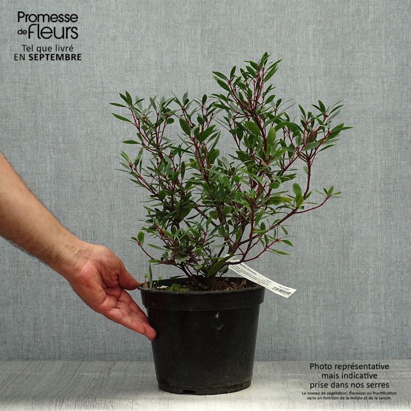 Exemplaar van Drimys aromatica - Tasmaanse bergpeper Pot van 4 l/5 l zoals geleverd in de herfst