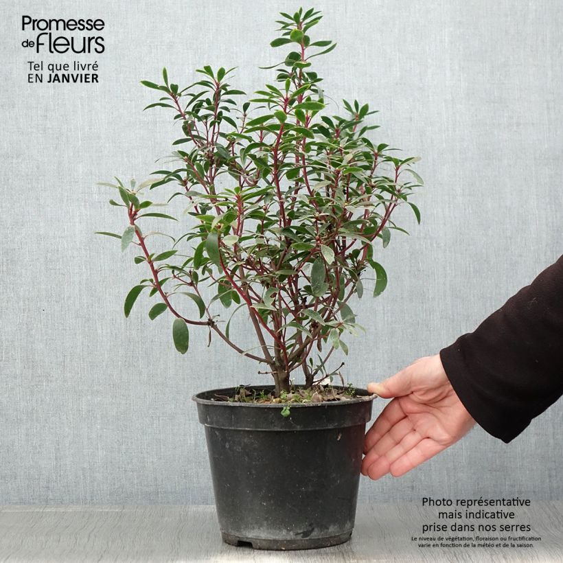 Exemplaar van Poivre de Tasmanie - Drimys aromatica Pot de 4L/5L zoals geleverd in de winter