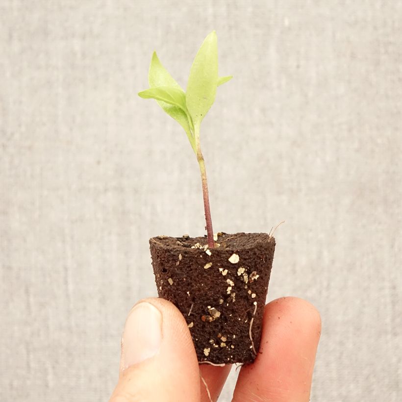 Exemplaar van Paprika Afterglow Tenor (jonge planten) Mini-mot Ø 1,5/2,5 cm zoals geleverd in de lente