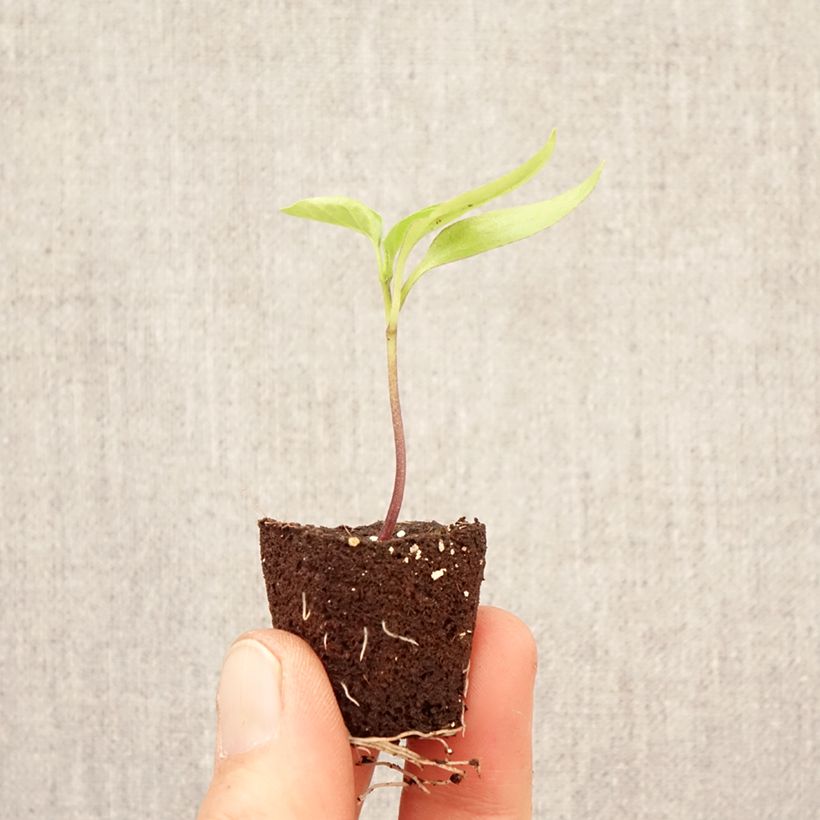 Exemplaar van Paprika Dinero F1 (jonge planten) Mini-mot Ø 3/4 cm zoals geleverd in de lente