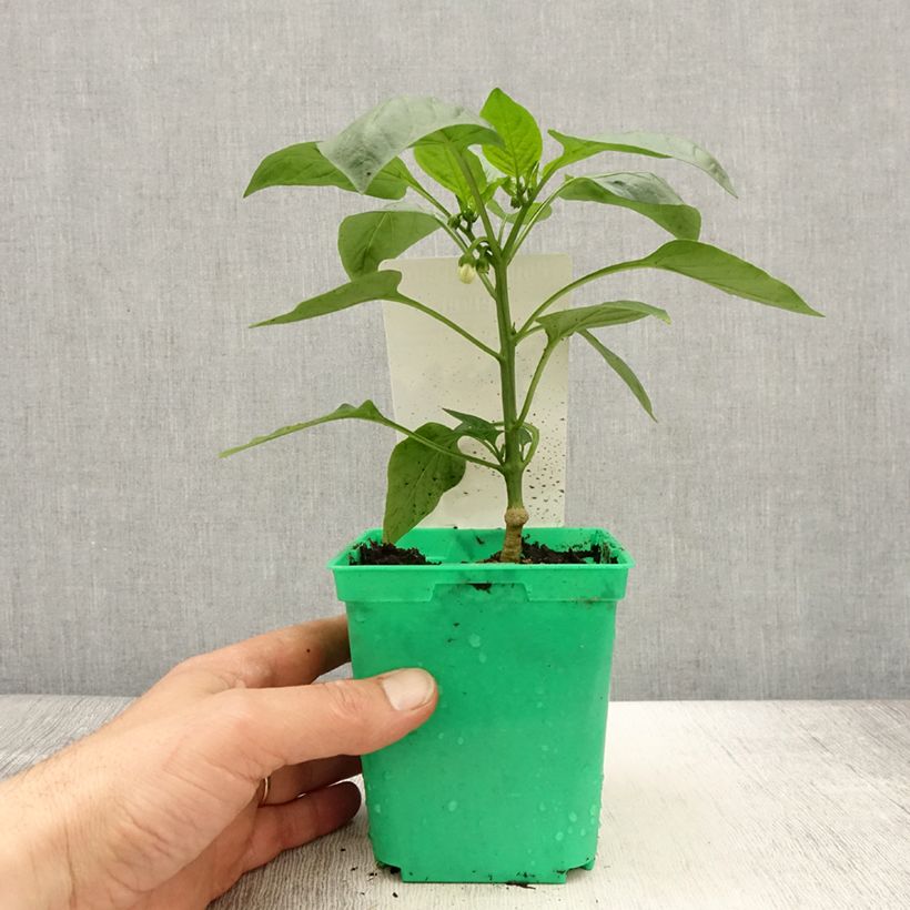 Exemplaar van Paprika Velvet F1 (jonge planten - geënt) Pot van 10 cm/11 cm zoals geleverd in de lente