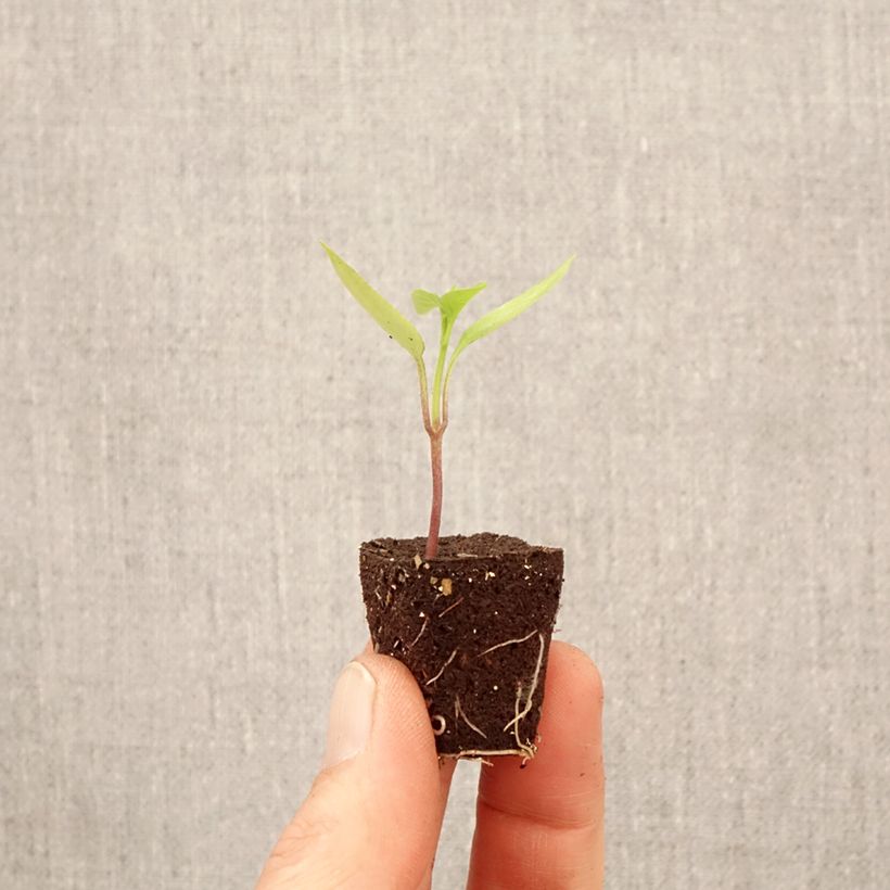 Exemplaar van Paprika Poxigo F1 (jonge planten) Mini-mot Ø 3/4 cm zoals geleverd in de lente