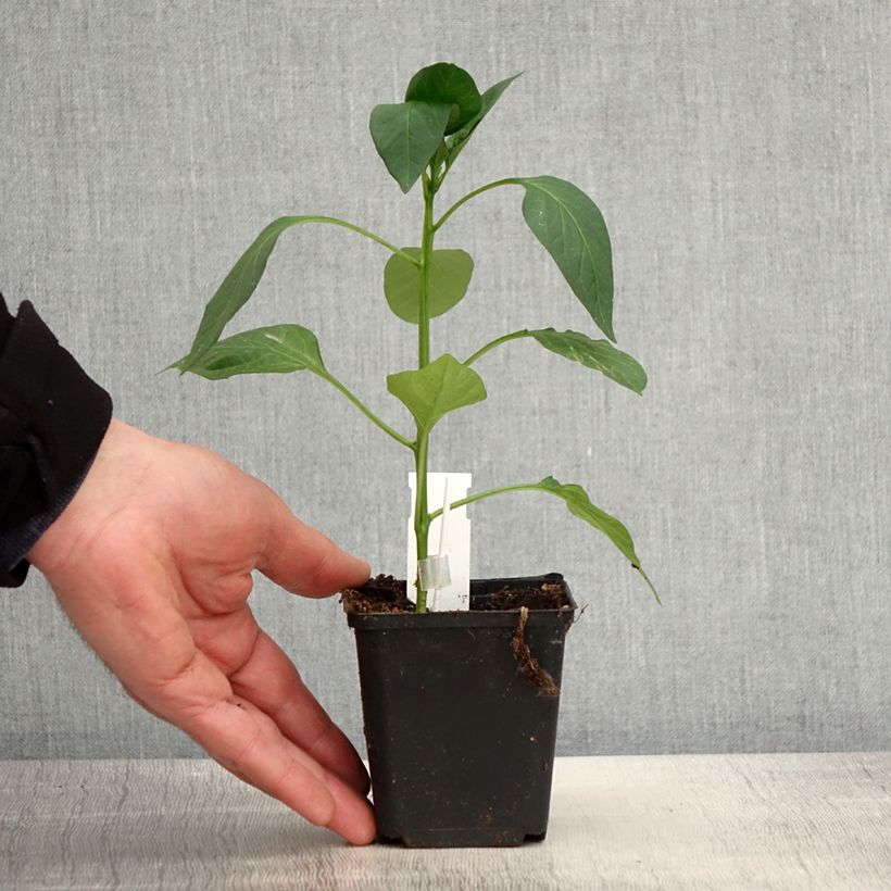 Example of Paprika Lamuyo F1 (jonge planten - geënt) Kweekpotje van 8/9 cm as you get in printemps