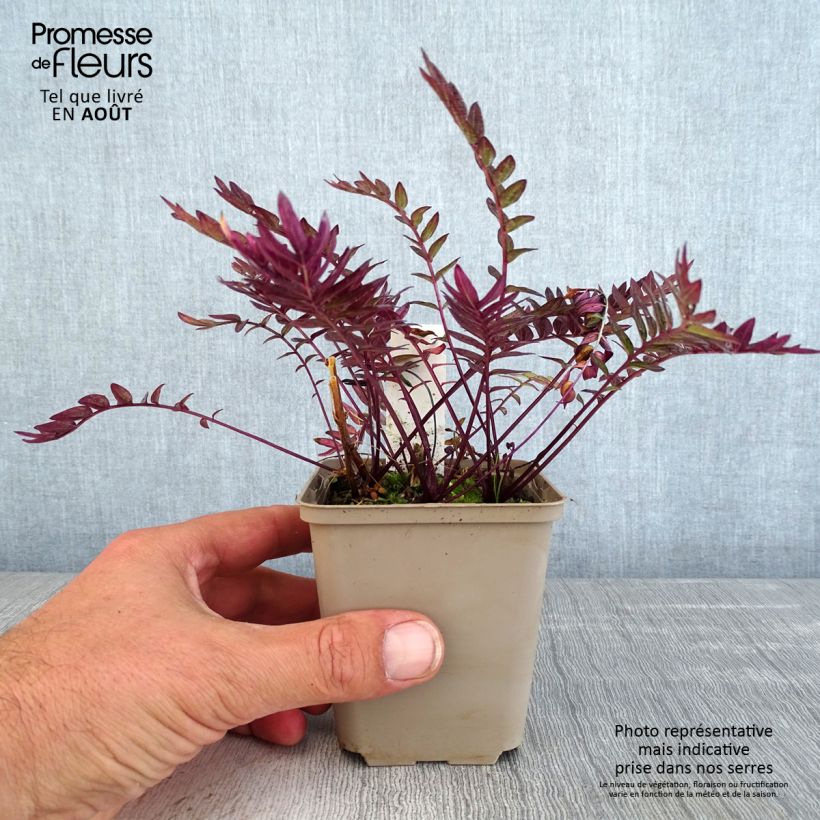 Exemplaar van Polemonium Bressingham Purple - Jakobsladder Kweekpotje van 8/9 cm zoals geleverd in de zomer