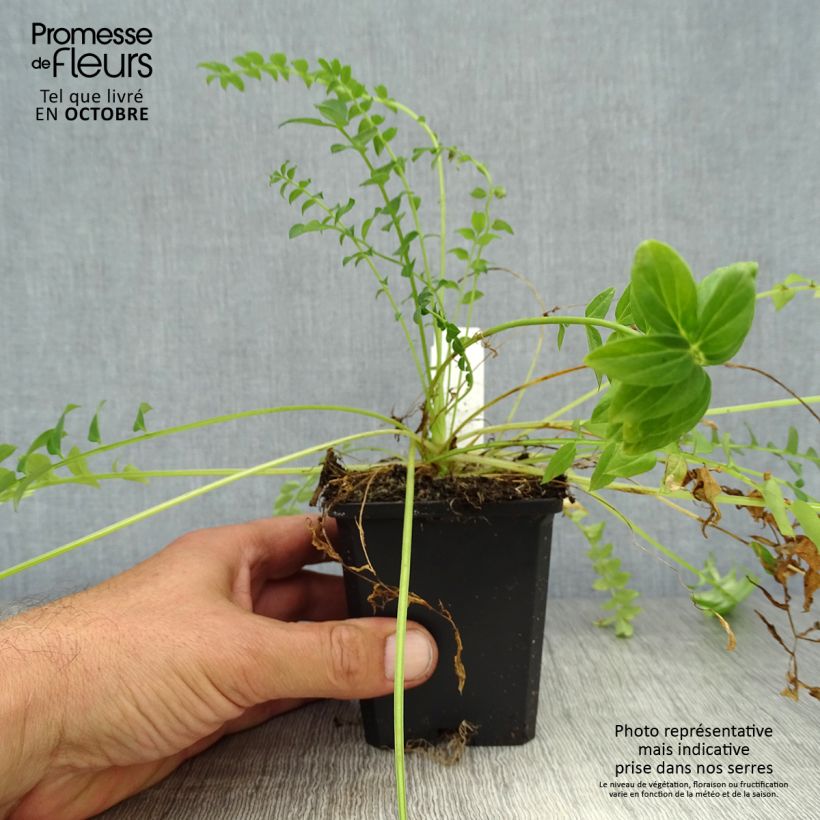 Exemplaar van Polemonium caeruleum Album - Jakobsladder Kweekpotje van 8/9 cm zoals geleverd in de herfst