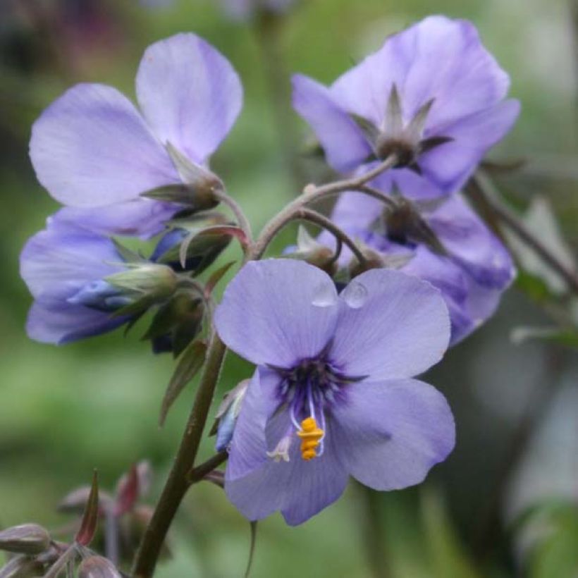 Polemonium Bressingham Purple - Jakobsladder (Bloei)