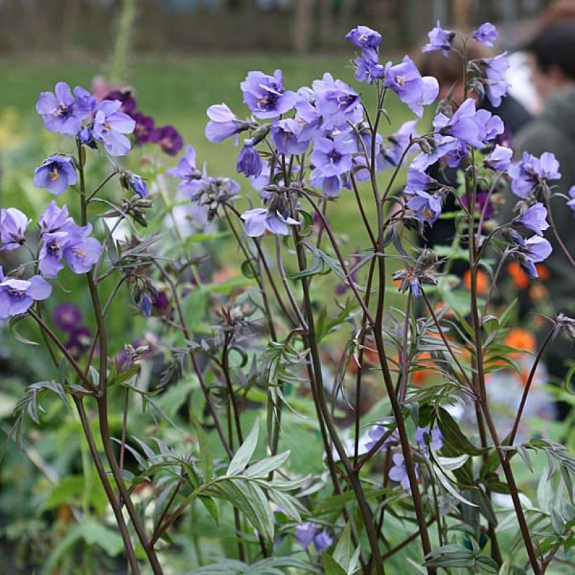 Polemonium Bressingham Purple - Jakobsladder (Groeiplaats)