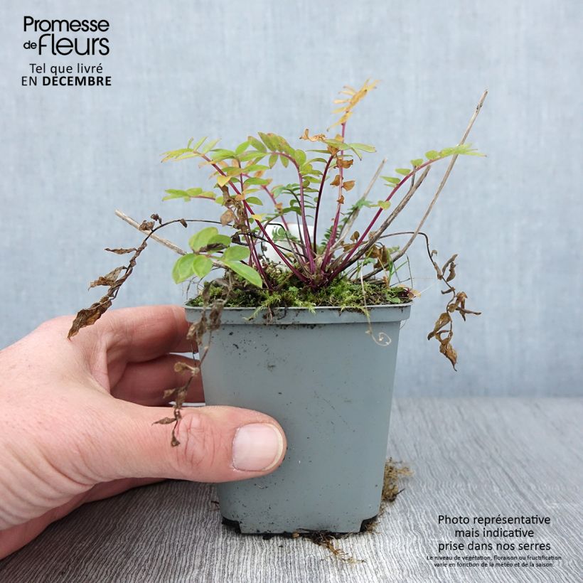 Exemplaar van Polemonium caeruleum Lambrook Mauve - Jakobsladder Kweekpotje van 8/9 cm zoals geleverd in de herfst