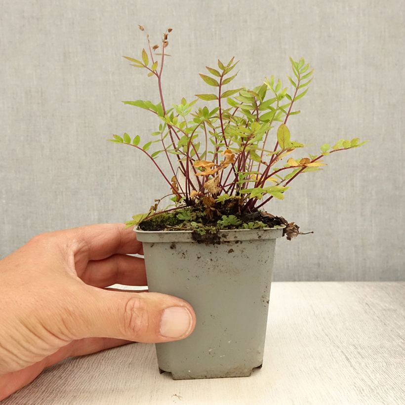 Exemplaar van Polemonium caeruleum Lambrook Mauve - Jakobsladder Kweekpotje van 8/9 cm zoals geleverd in de zomer