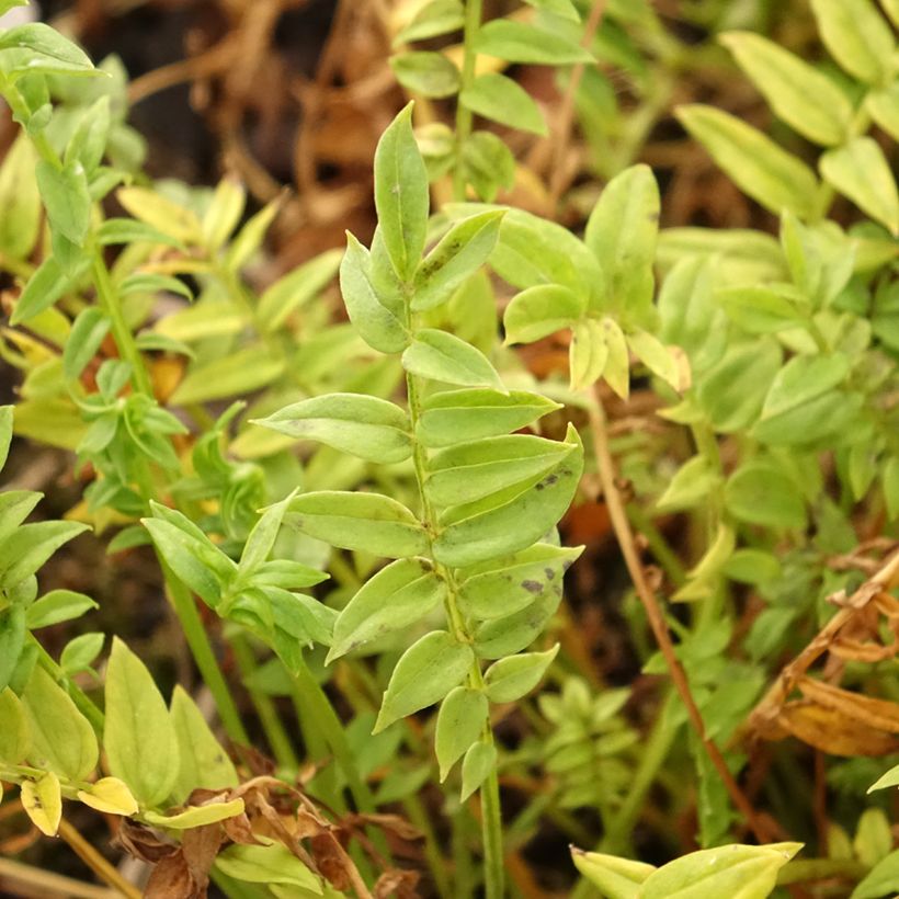 Polemonium Halfway to Paradise - Jakobsladder (Blad)