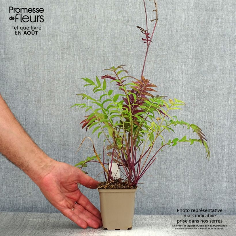 Exemplaar van Polemonium Heaven Scent - Griekse valeriaan Kweekpotje van 8/9 cm zoals geleverd in de zomer