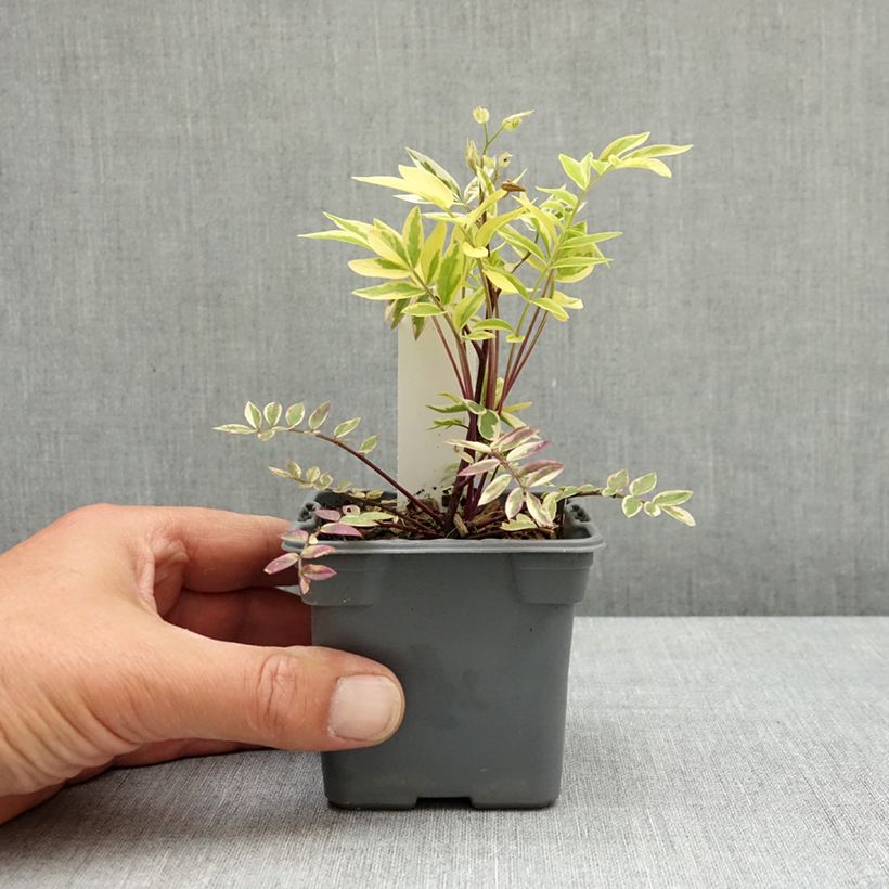 Exemplaar van Polemonium pulcherrimum Golden Feathers - Jakobsladder Kweekpotje van 8/9 cm zoals geleverd in de lente