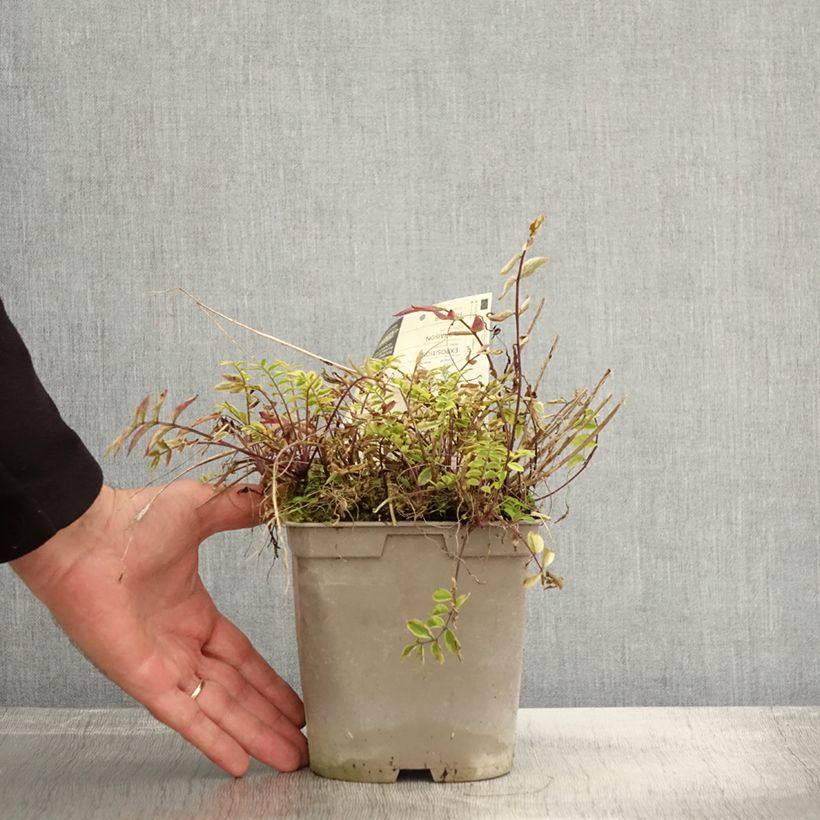Exemplaar van Polemonium pulcherrimum Golden Feathers - Polémoine Pot de 2L/3L zoals geleverd in de herfst