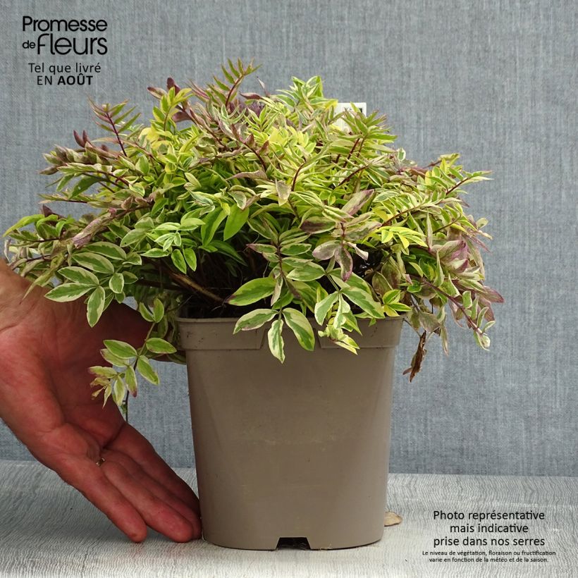 Exemplaar van Polemonium pulcherrimum Golden Feathers - Jakobsladder Pot van 2 l/3 l zoals geleverd in de zomer