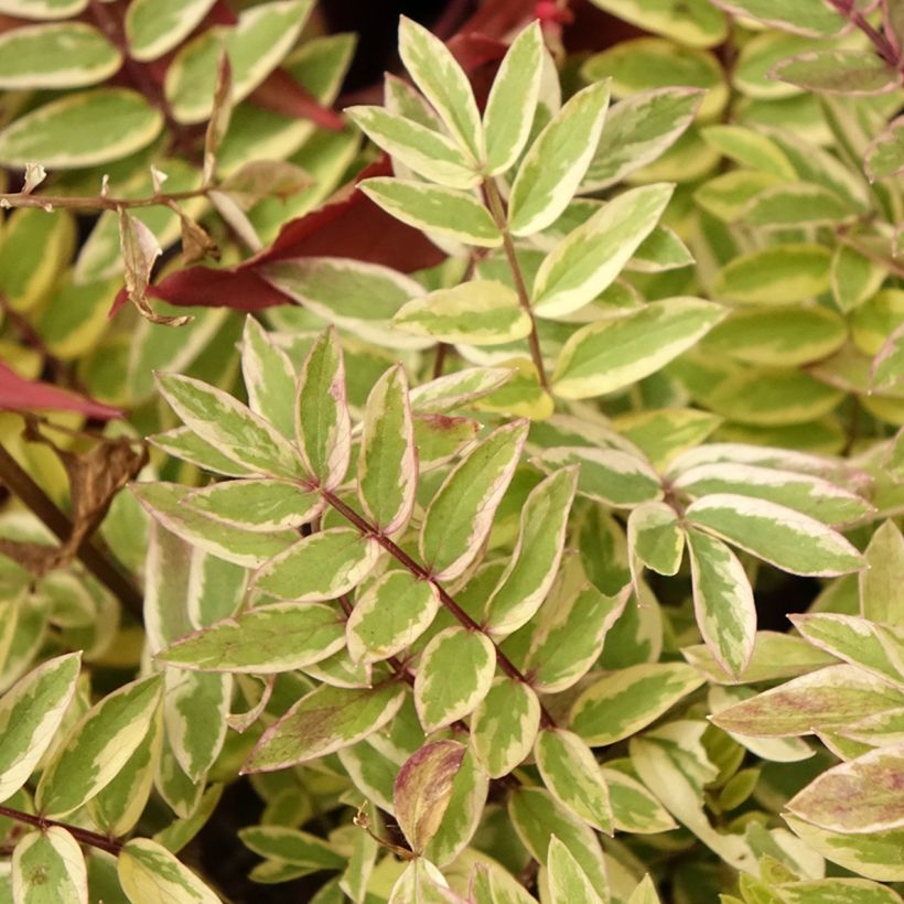 Polemonium pulcherrimum Golden Feathers - Jakobsladder (Blad)