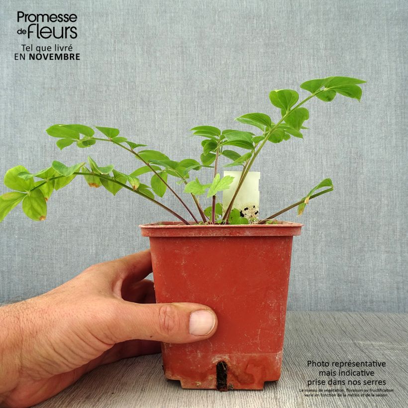 Exemplaar van Polemonium Stairway to Heaven - Griekse valeriaan Pot van 1 l/1,5 l zoals geleverd in de herfst