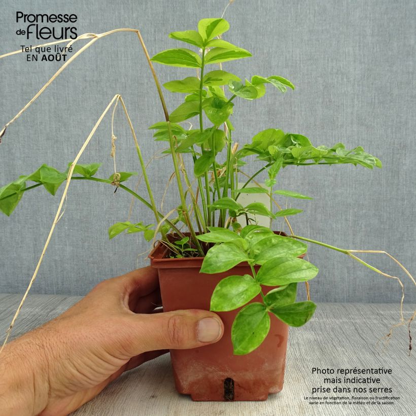 Exemplaar van Polemonium Stairway to Heaven - Griekse valeriaan Pot van 1 l/1,5 l zoals geleverd in de zomer