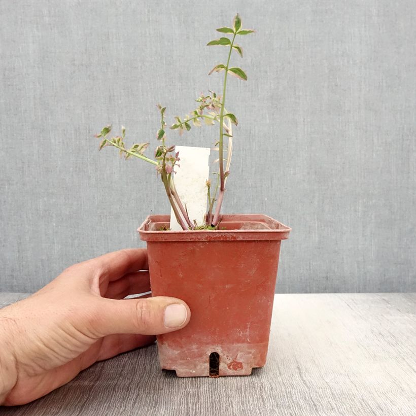 Exemplaar van Polemonium Stairway to Heaven - Griekse valeriaan Pot van 1 l/1,5 l zoals geleverd in de lente