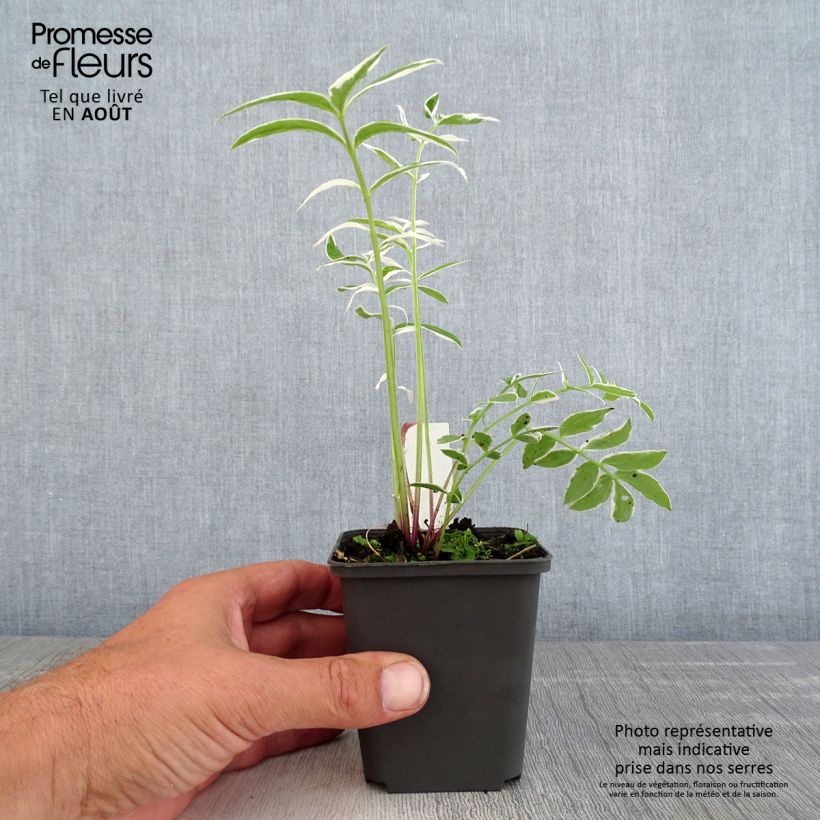 Exemplaar van Polemonium reptans Touch of Class - Griekse valeriaan Kweekpotje van 8/9 cm zoals geleverd in de zomer