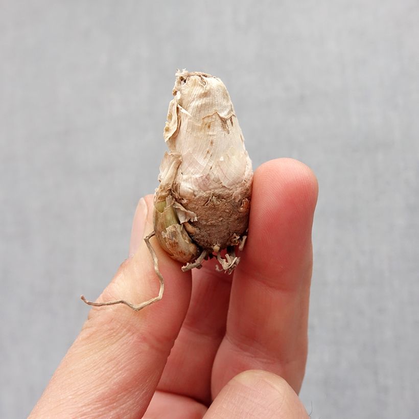 Exemplaar van Polianthes tuberosa Pink Sapphire - Tuberoos Bol kaliber 10+ zoals geleverd in de lente