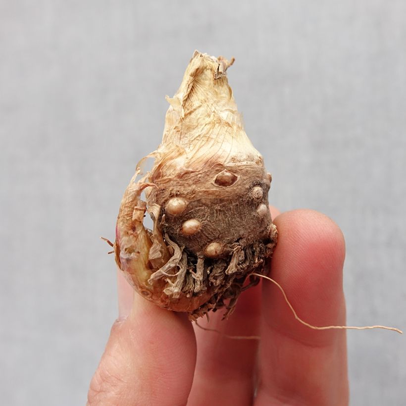 Exemplaar van Polianthes tuberosa Sensation - Tuberoos Bol kaliber 10+ zoals geleverd in de lente