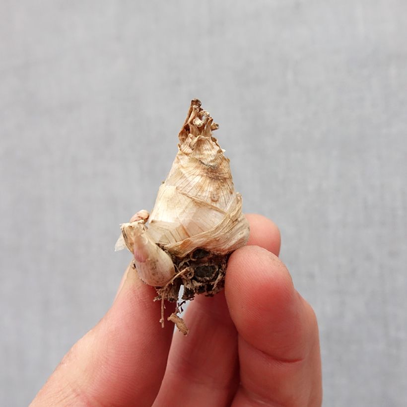 Exemplaar van Polianthes tuberosa Super Gold - Tuberoos Bol kaliber 10+ zoals geleverd in de lente