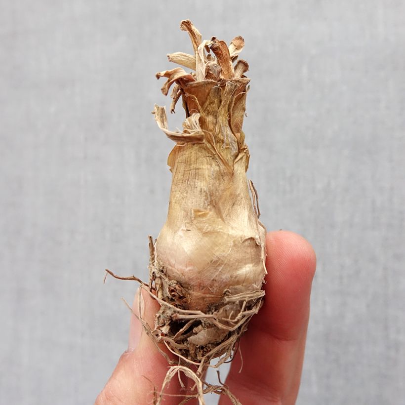 Example of Polianthes tuberosa The Pearl - Tuberoos Bol size 12+ as you get in printemps