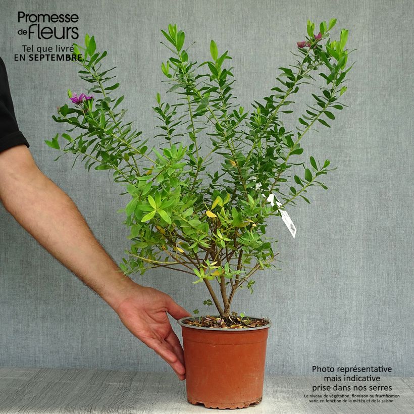 Exemplaar van Polygala myrtifolia - Vleugeltjesbloem Pot van 2 l/3 l zoals geleverd in de herfst