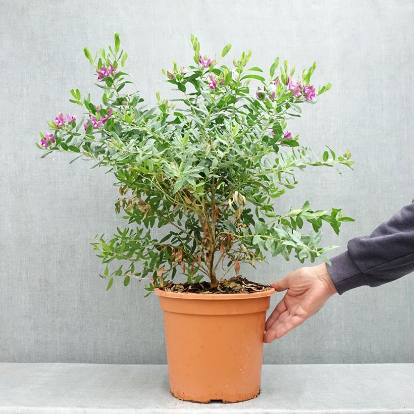 Exemplaar van Polygala myrtifolia - Vleugeltjesbloem Pot van 7,5 l/10 l zoals geleverd in de lente