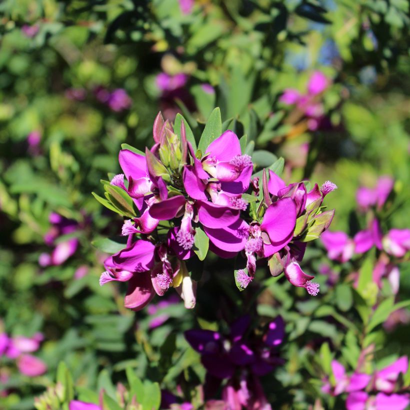 Polygala myrtifolia - Vleugeltjesbloem (Bloei)