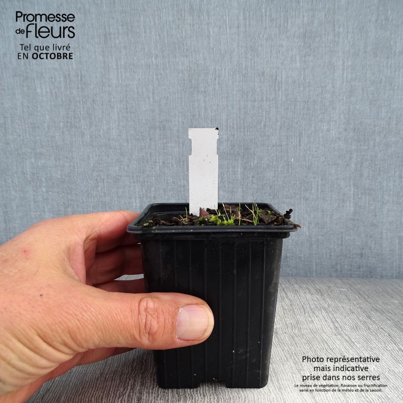 Exemplaar van Polygonatum Weihenstephan - Tuinsalomonszegel Kweekpotje van 8/9 cm zoals geleverd in de herfst