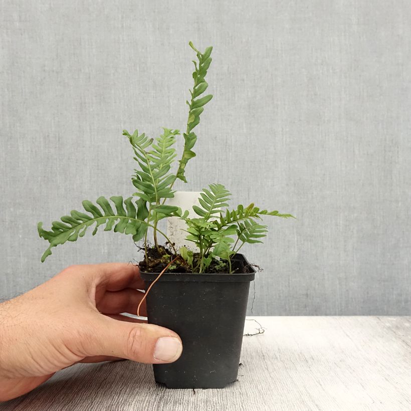 Exemplaar van Polypodium vulgare Bifido Multifidum - Gewone eikvaren Kweekpotje van 8/9 cm zoals geleverd in de herfst