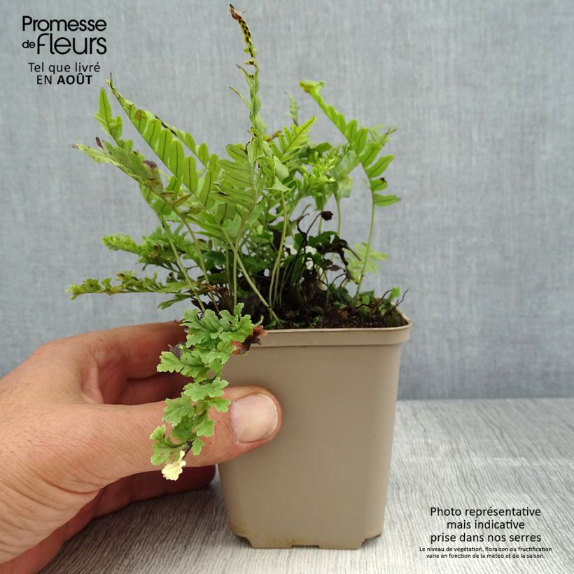Exemplaar van Polypodium vulgare Bifido Multifidum - Gewone eikvaren Kweekpotje van 8/9 cm zoals geleverd in de zomer